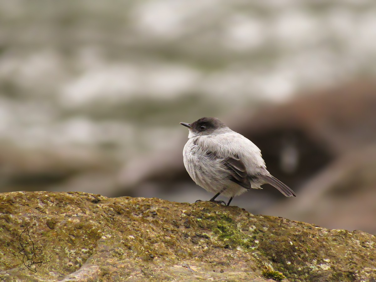 Torrent Tyrannulet - ML646995114