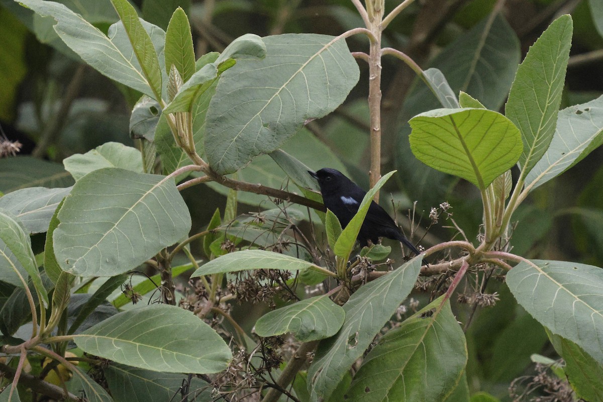 Glossy Flowerpiercer - ML646995115