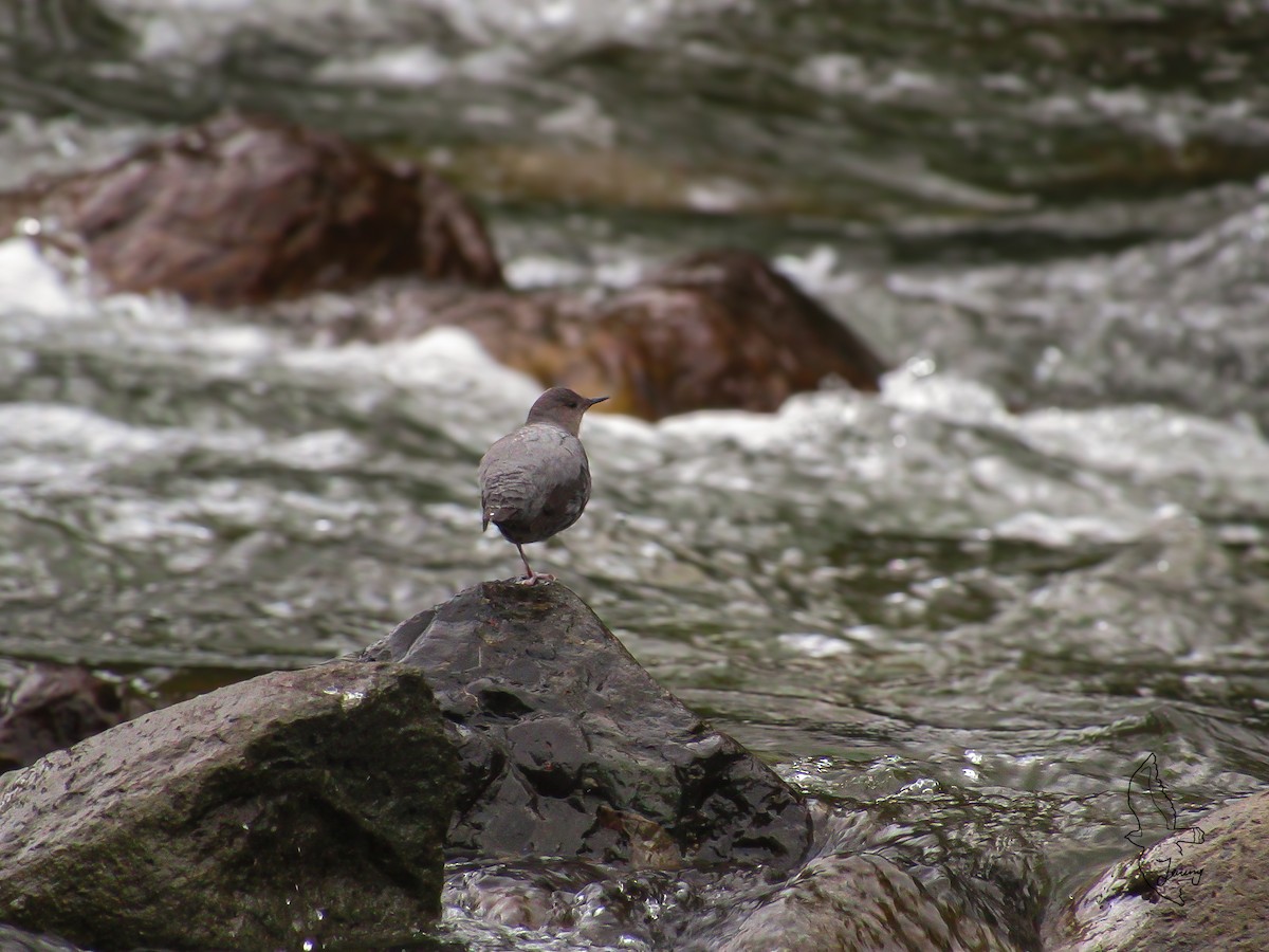 American Dipper - ML646995117