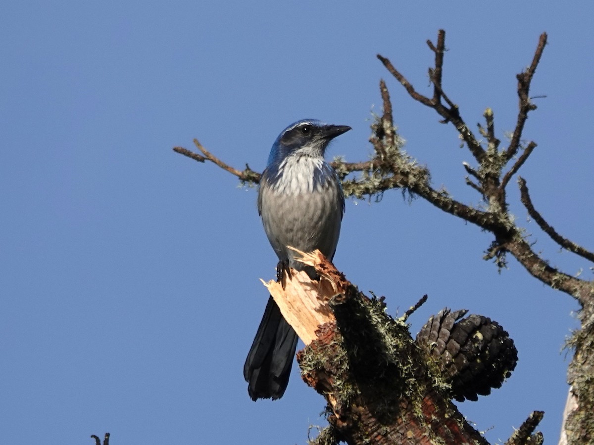 Geai buissonnier - ML646995118