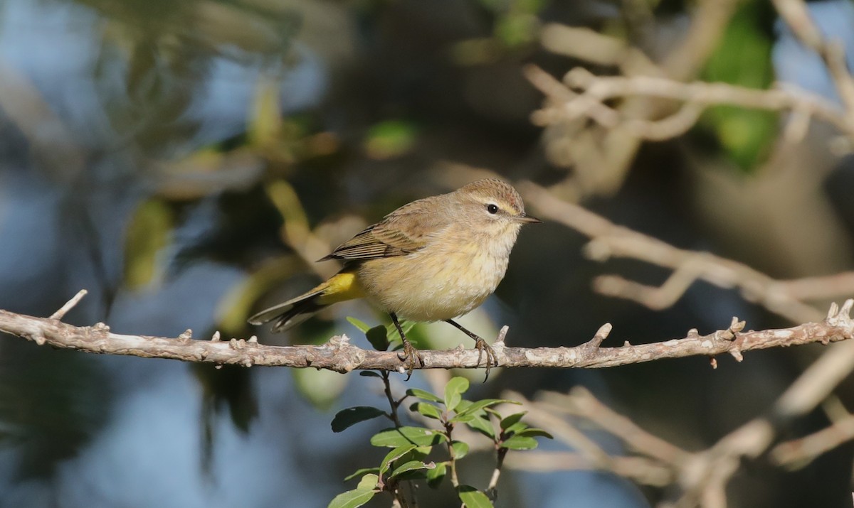 Palm Warbler (Western) - ML646995121