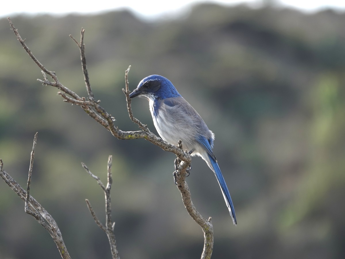 Geai buissonnier - ML646995122