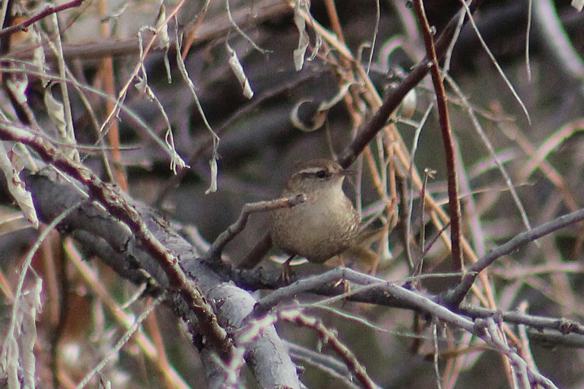 střízlík kanadský - ML646995126