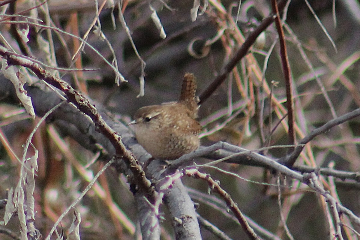 střízlík kanadský - ML646995127