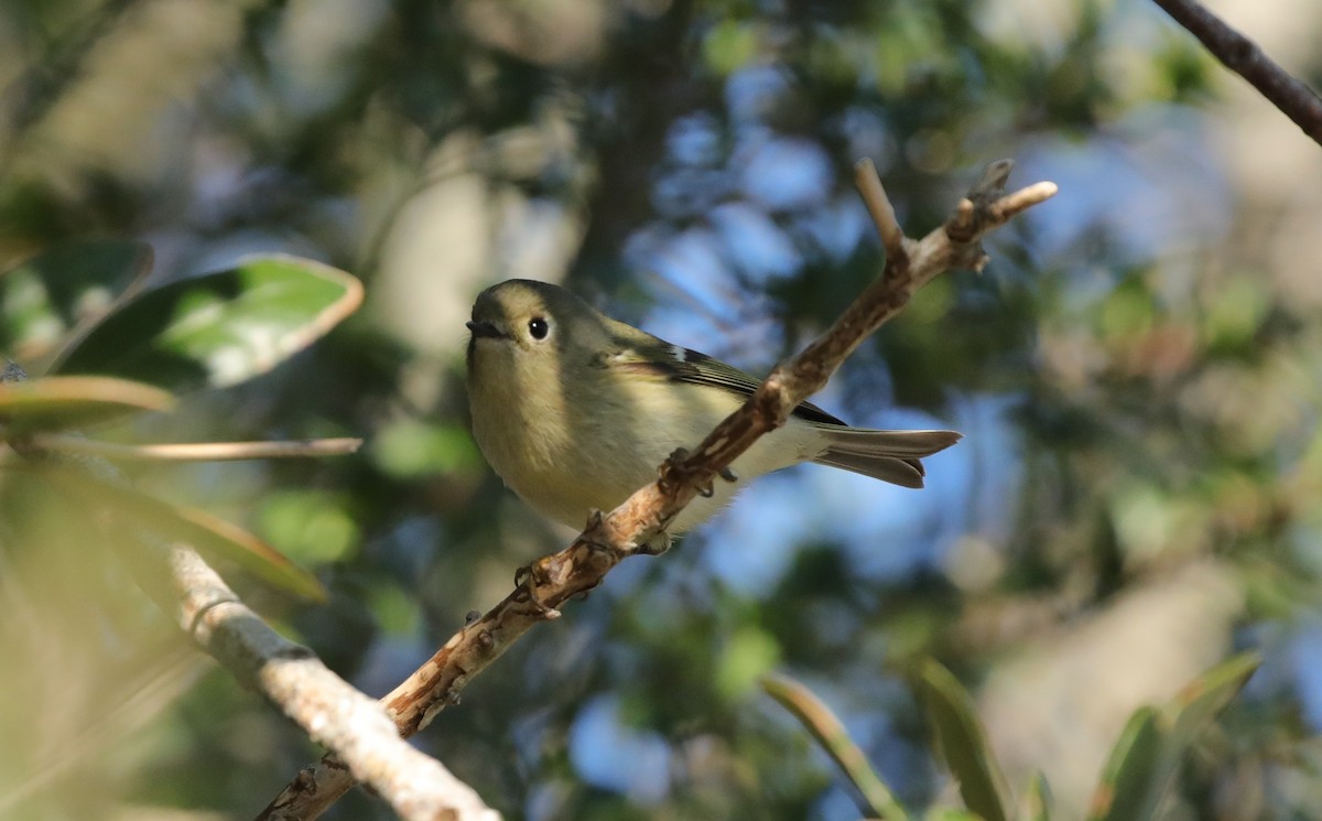 Ruby-crowned Kinglet - ML646995131