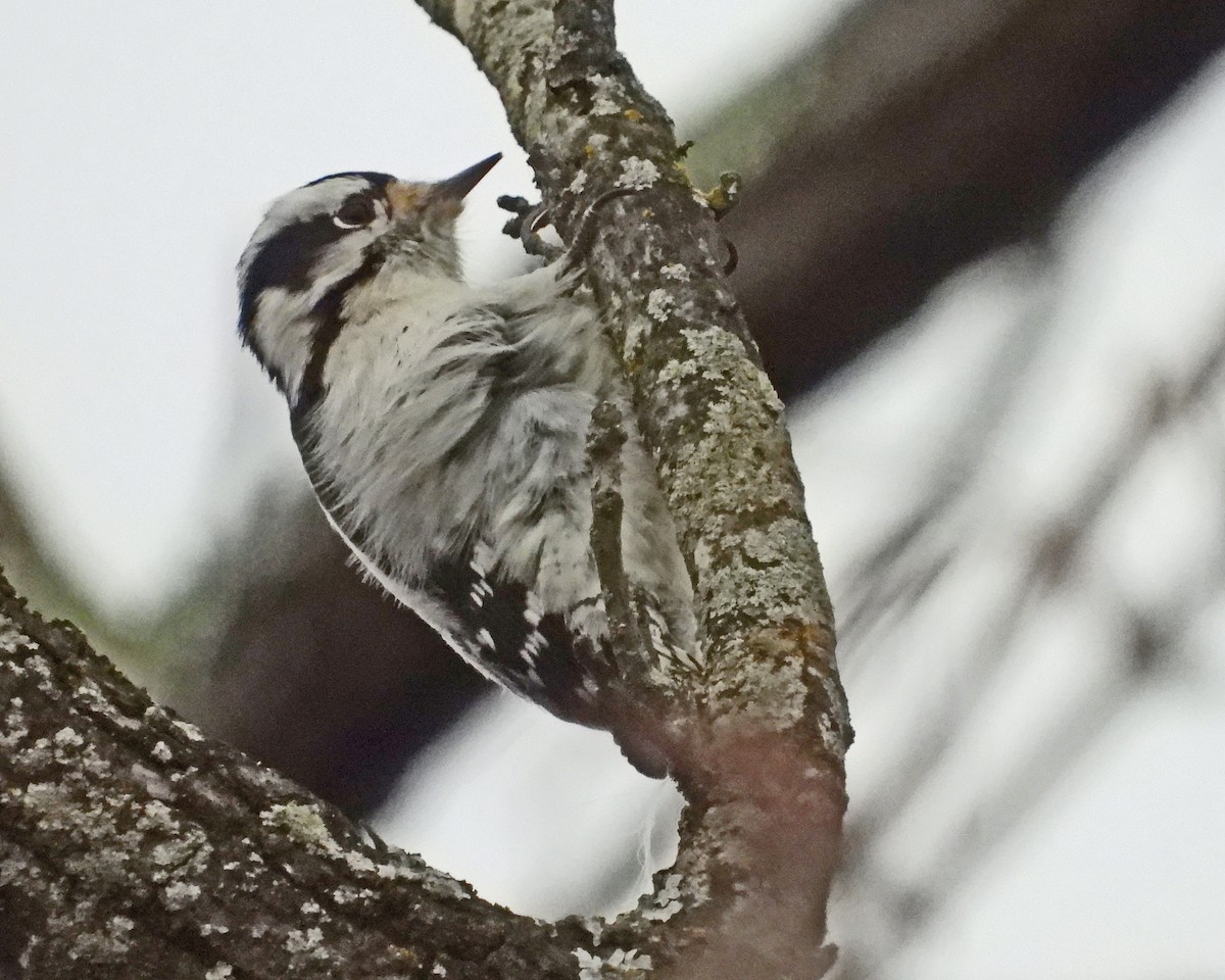 Downy Woodpecker - ML646995132