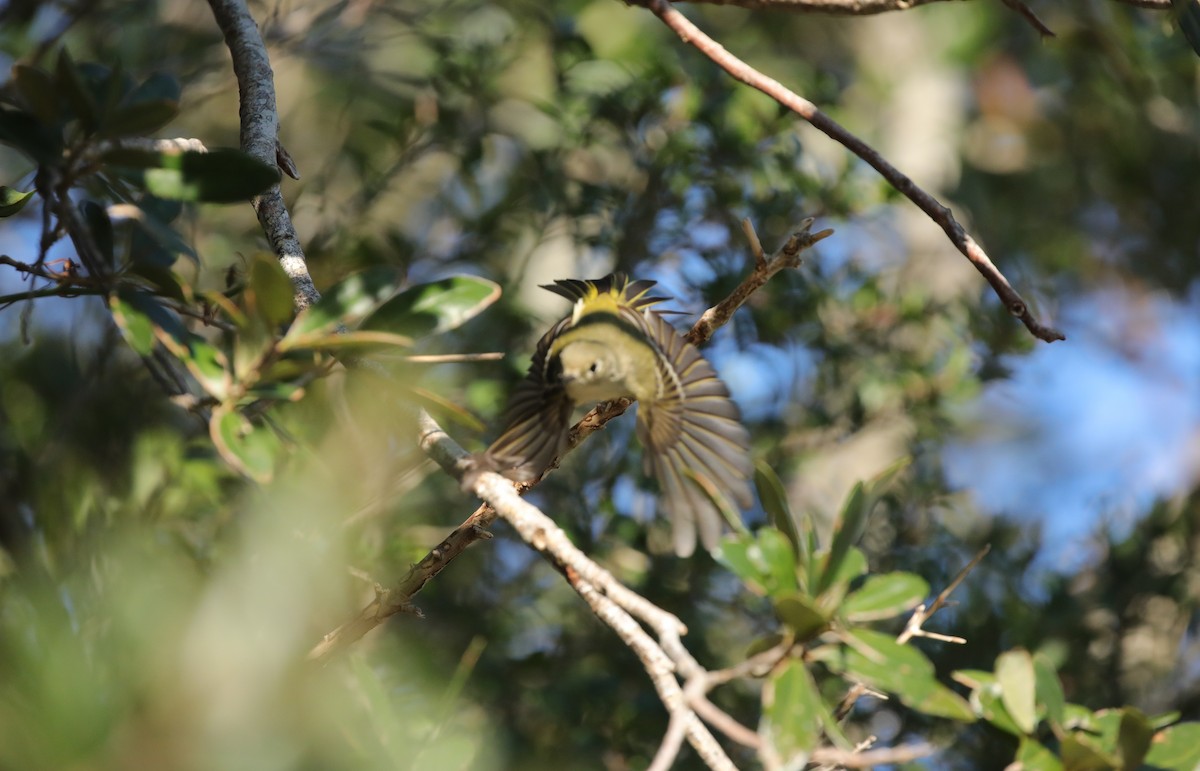 Ruby-crowned Kinglet - ML646995133