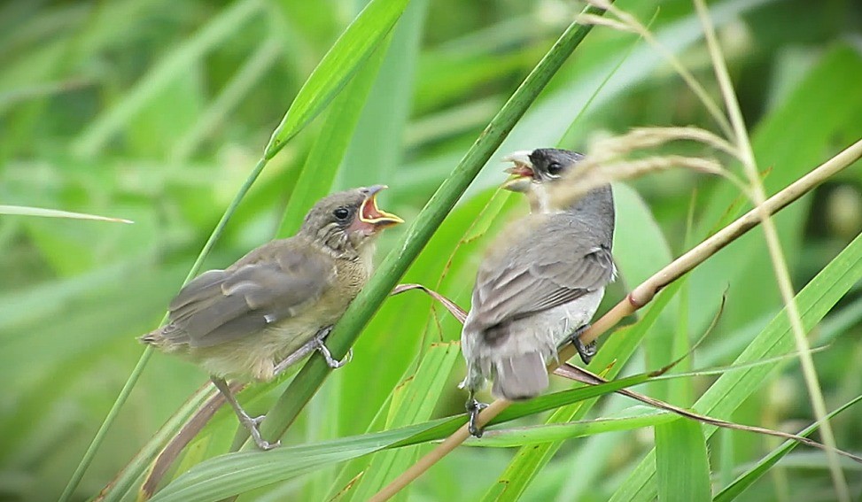 Double-collared Seedeater - ML646995137