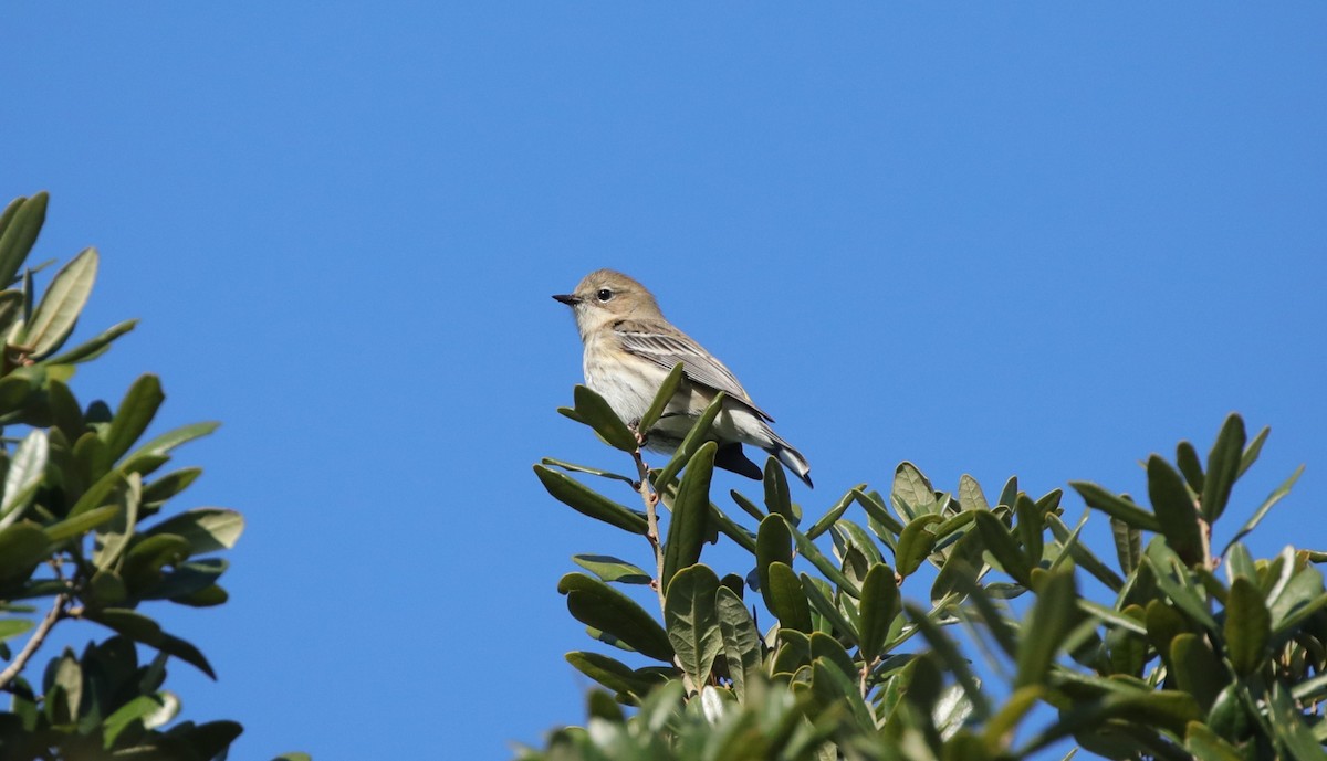 Yellow-rumped Warbler - ML646995139
