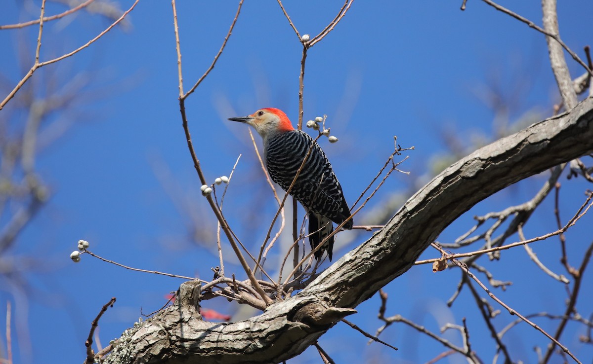 Red-bellied Woodpecker - ML646995146