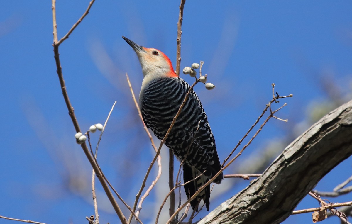 Red-bellied Woodpecker - ML646995150
