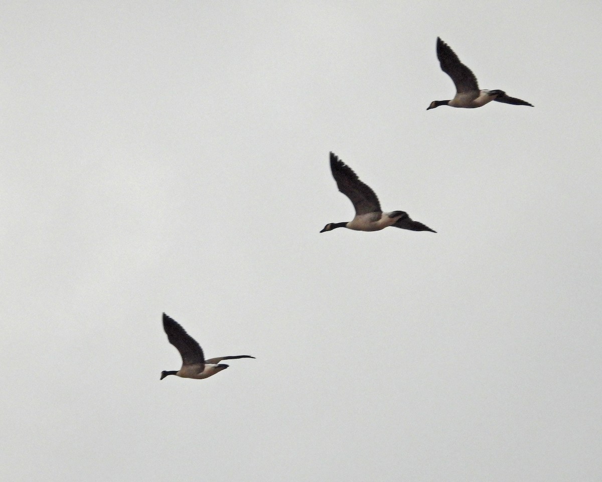 Canada Goose - ML646995152