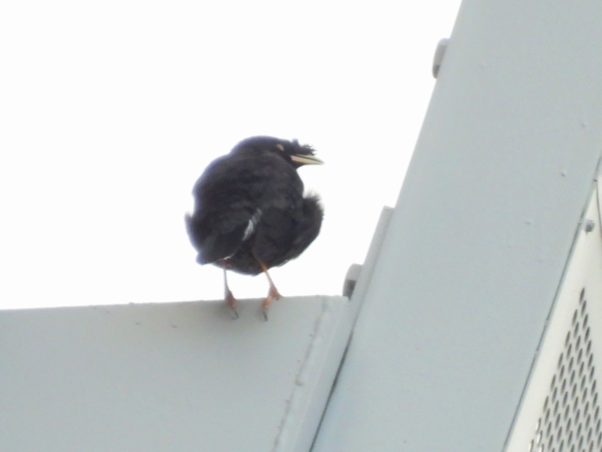 krøllstær - ML646995153