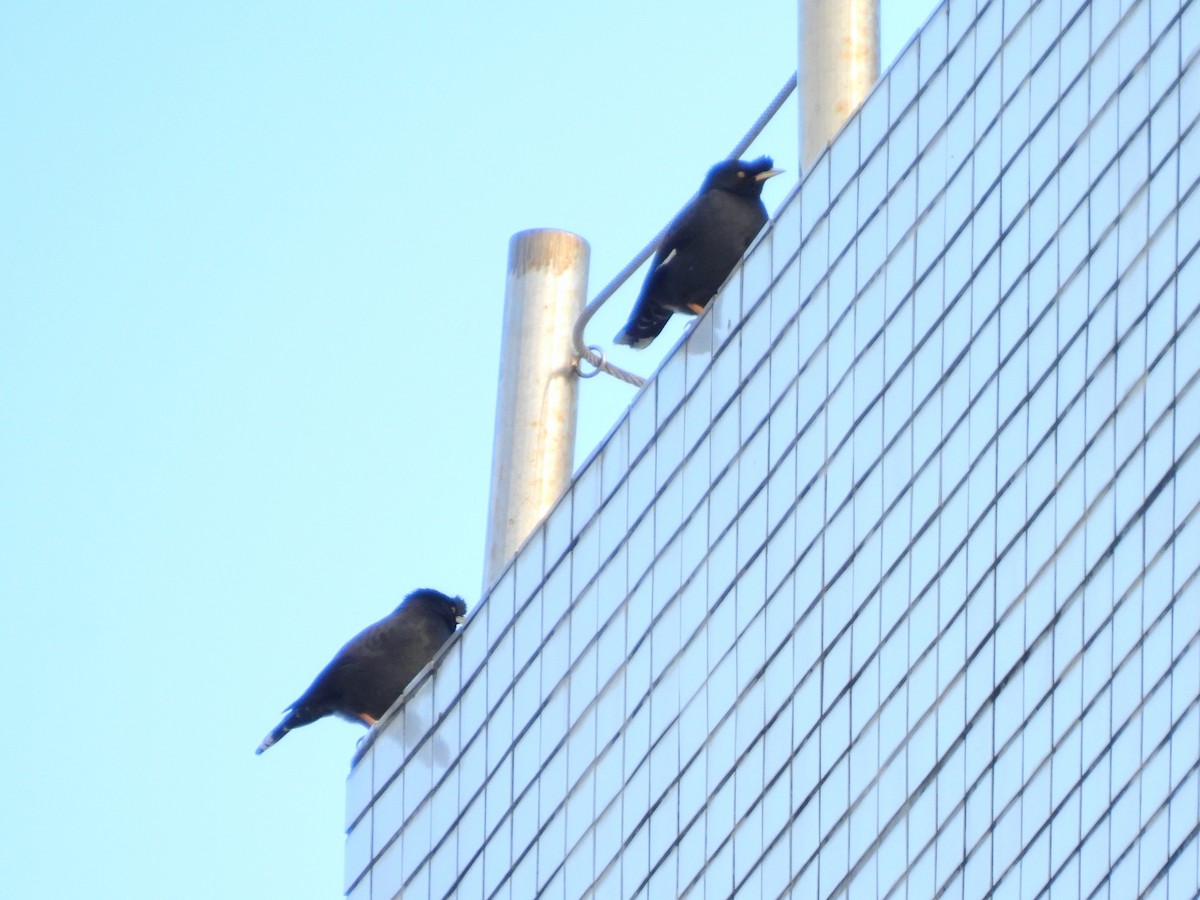 krøllstær - ML646995154