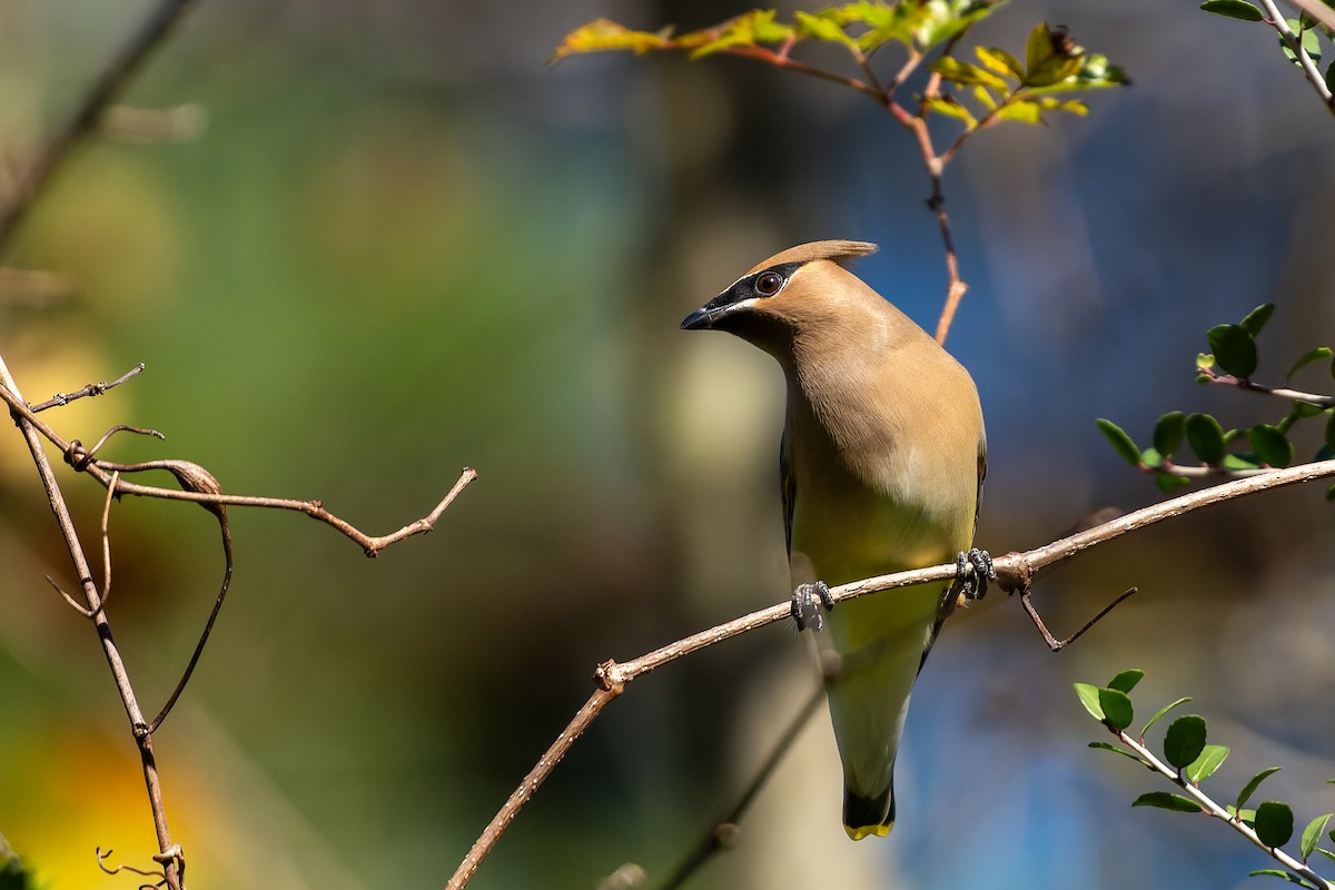Cedar Waxwing - ML646995156