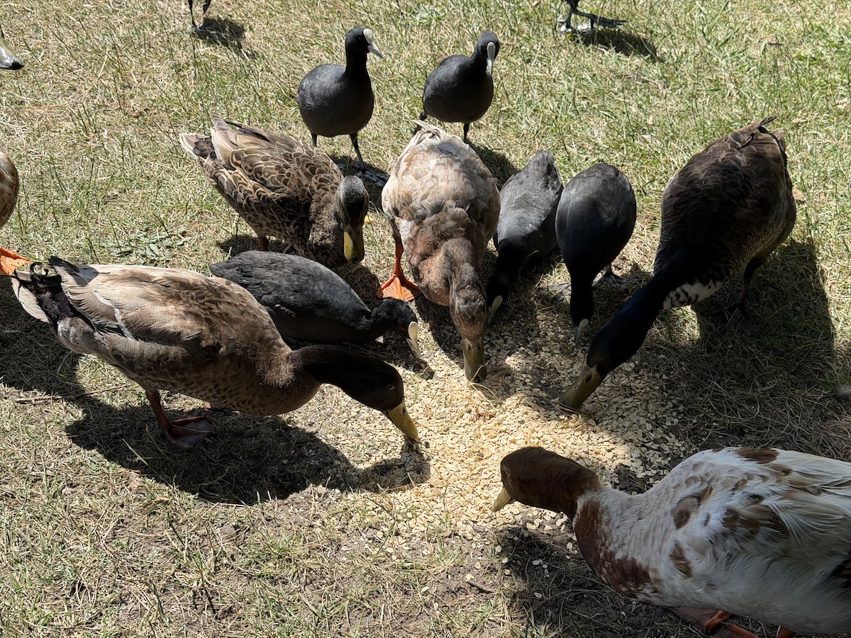 sothøne - ML646995157