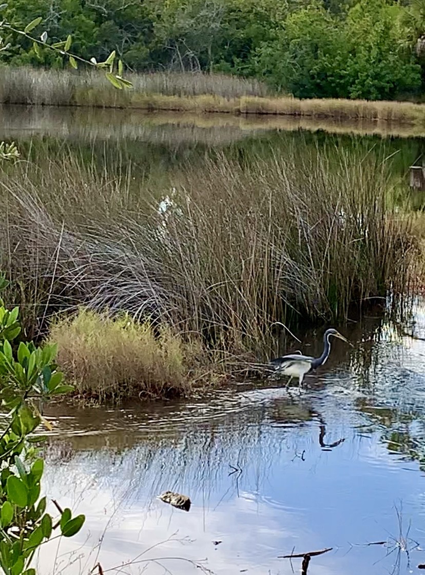 Tricolored Heron - ML646995162