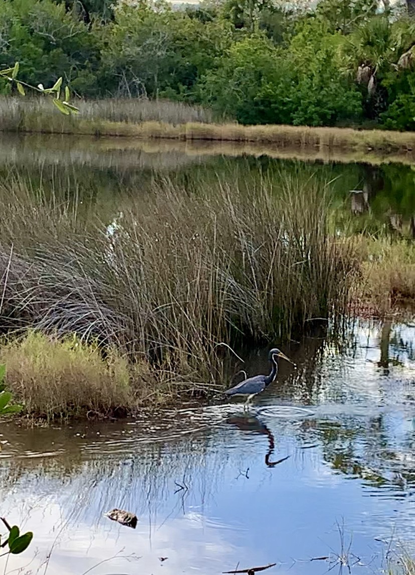 Tricolored Heron - ML646995163