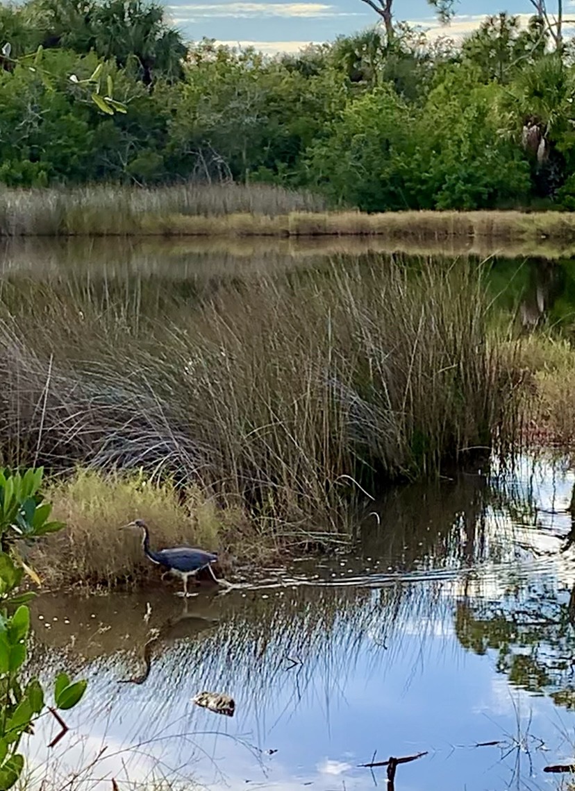 Tricolored Heron - ML646995164