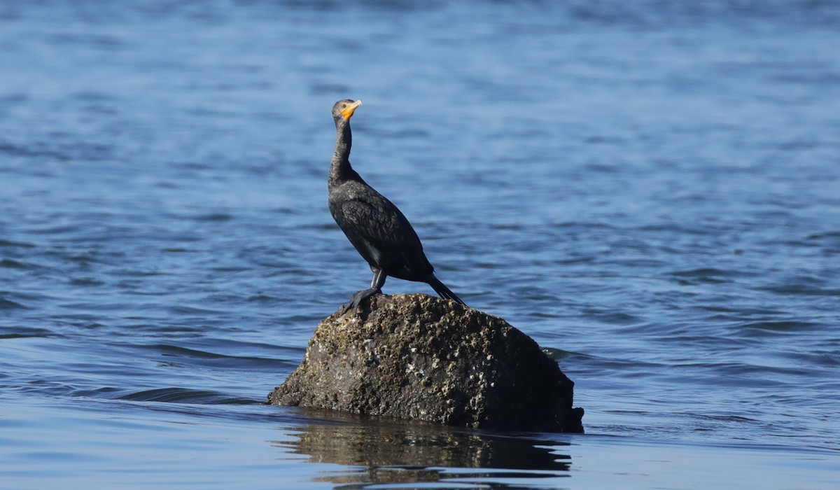 Double-crested Cormorant - ML646995167