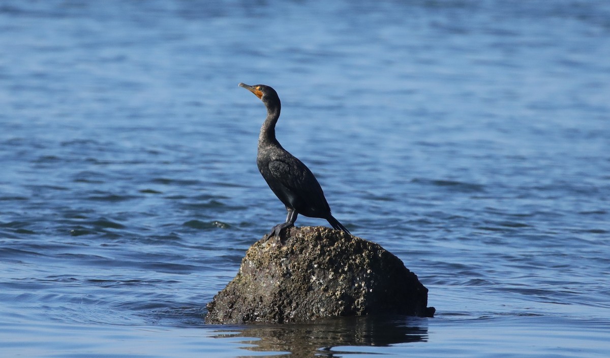 Double-crested Cormorant - ML646995168
