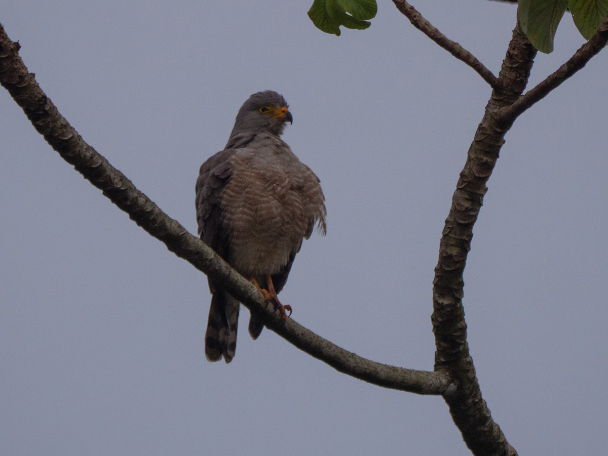 veivåk - ML646995169