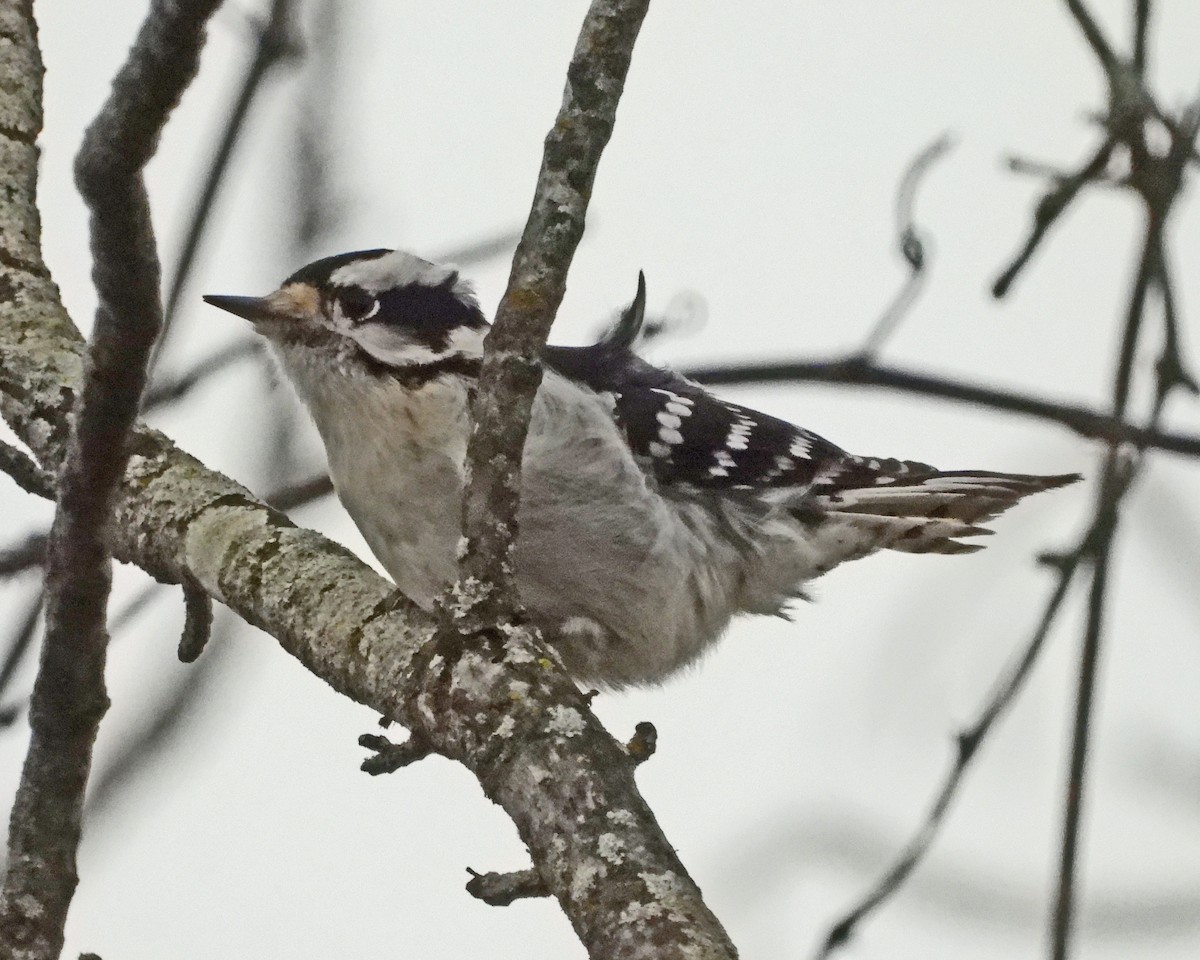 Downy Woodpecker - ML646995170