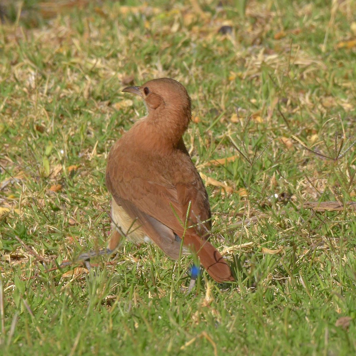 Pas Rengi Çömlekçikuşu - ML646995180