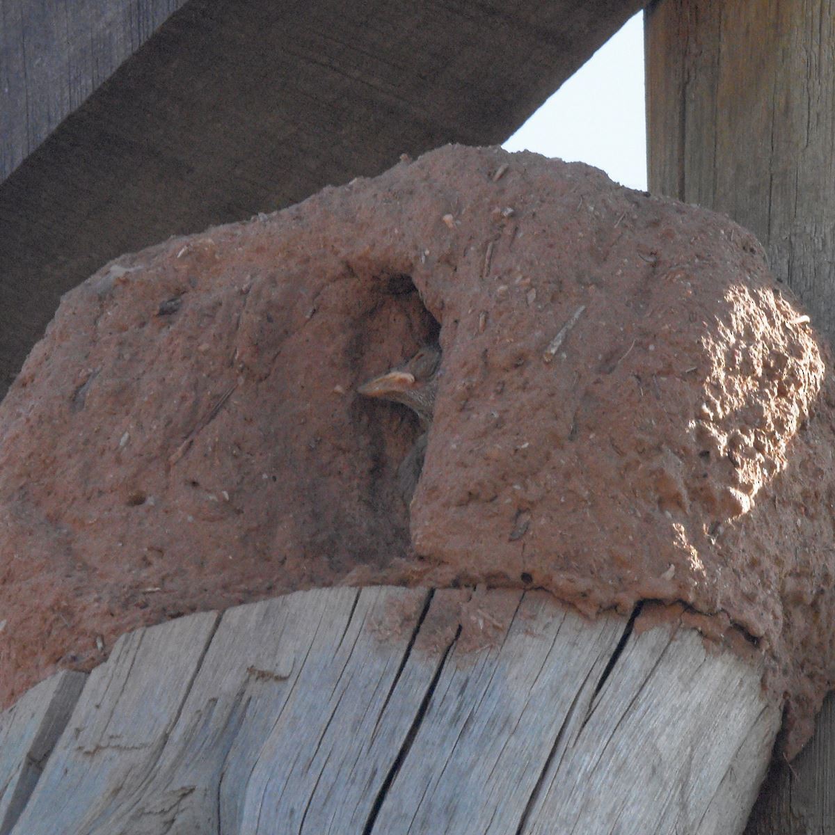 Pas Rengi Çömlekçikuşu - ML646995181