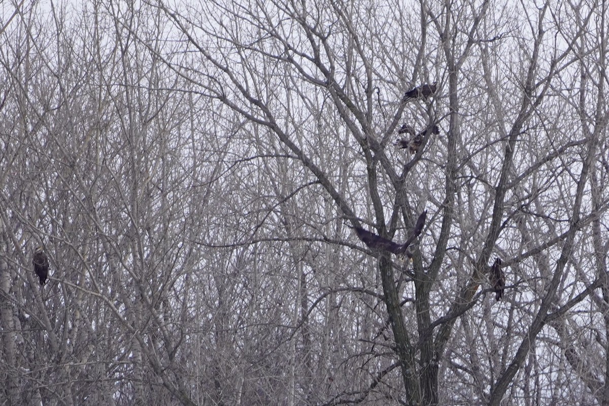 Bald Eagle - ML646995182