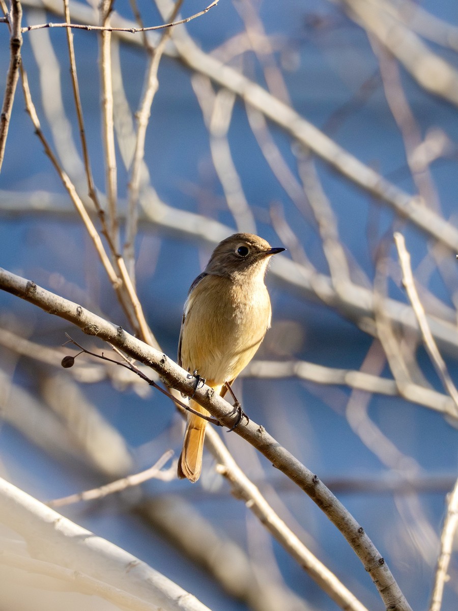 Горихвістка сибірська - ML646995183