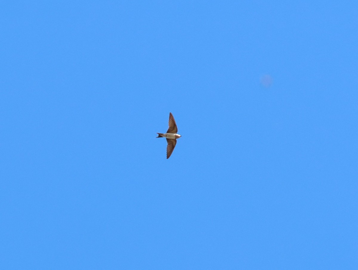 Деревенская ласточка - ML646995184