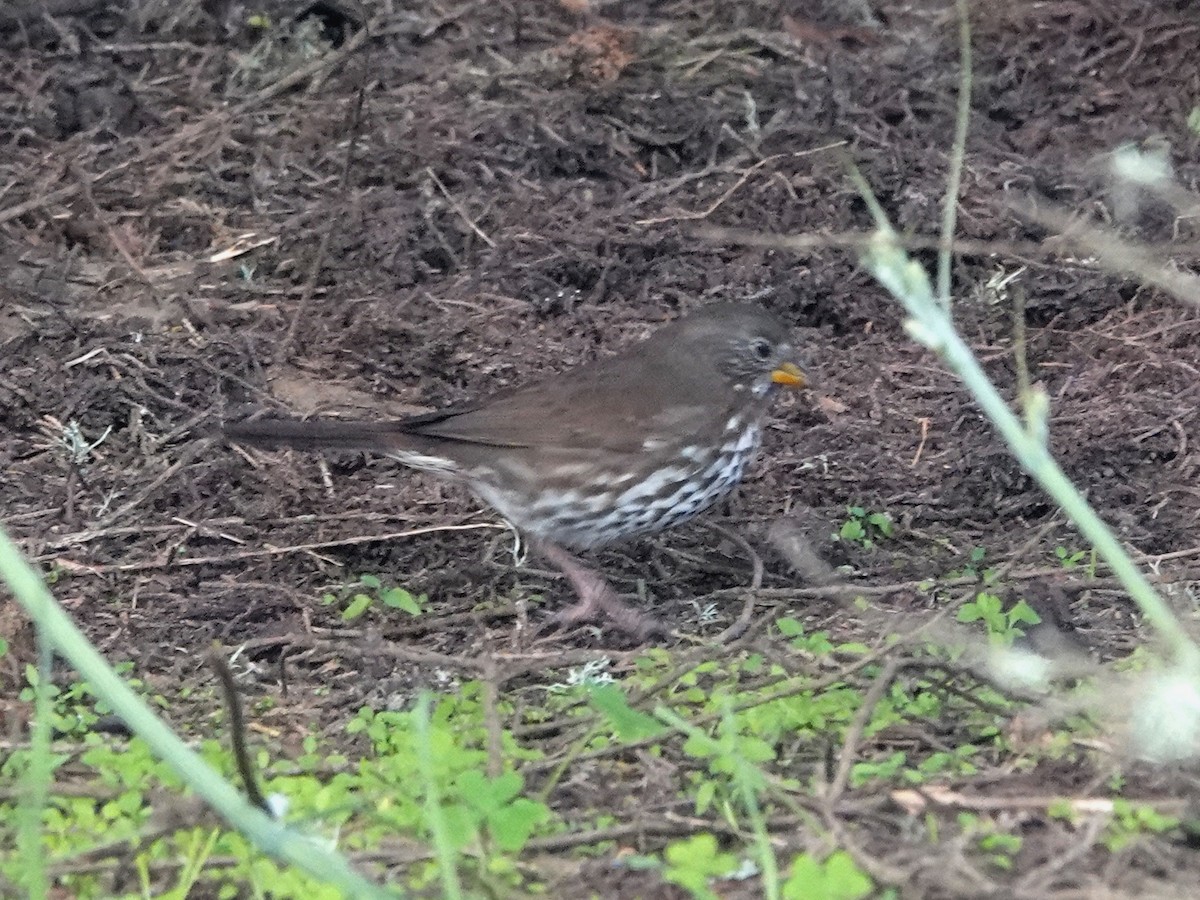 strnadec kaštanový - ML646995185