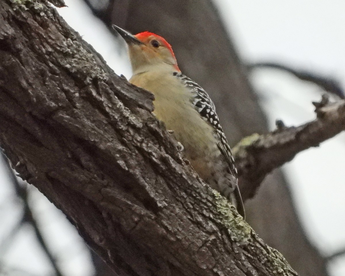 Red-bellied Woodpecker - ML646995188