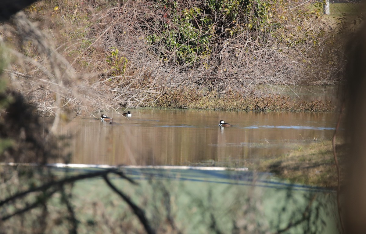 Hooded Merganser - ML646995191
