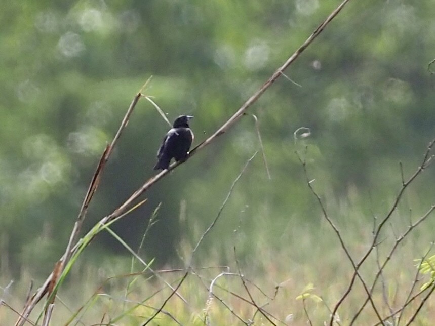 Шпаркос савановий - ML646995197