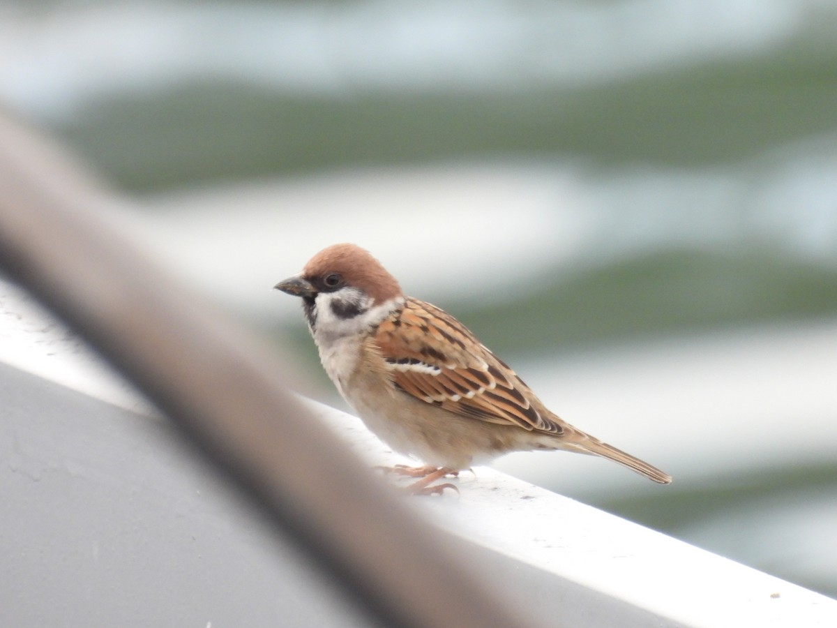 pilfink - ML646995198