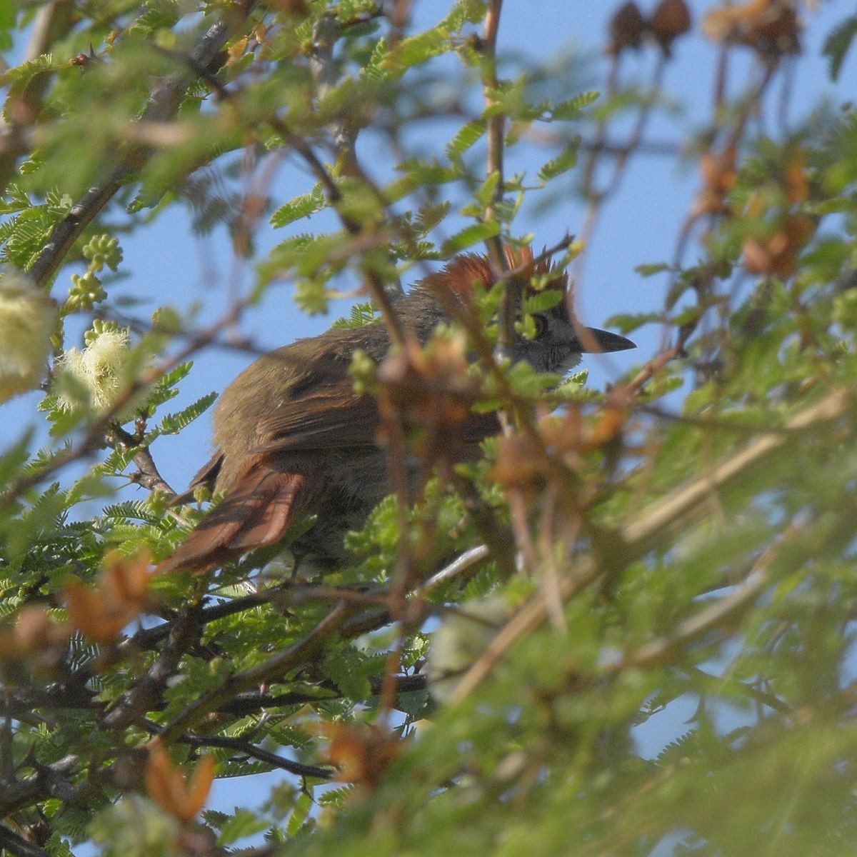 Gri Alınlı Dikenkuyruk - ML646995199