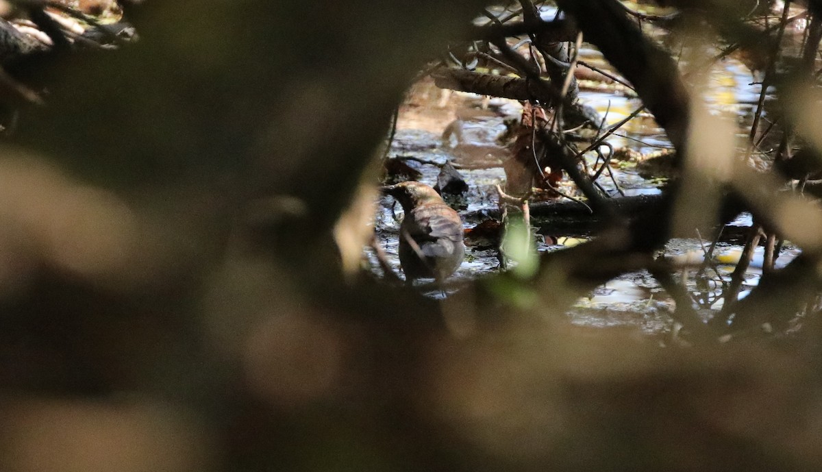 Rusty Blackbird - ML646995200