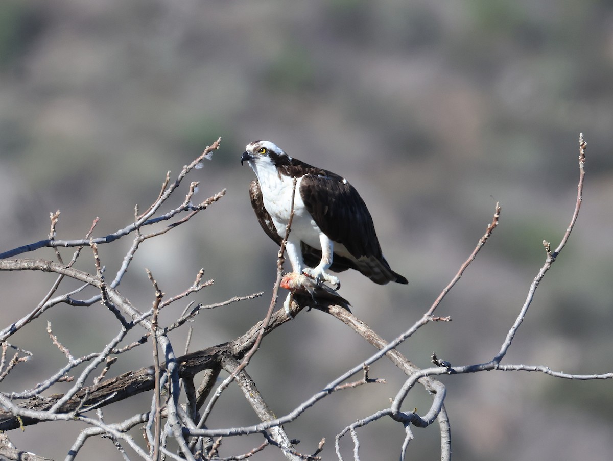 Скопа - ML646995201