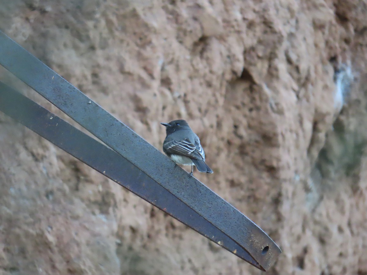 Black Phoebe - ML646995204