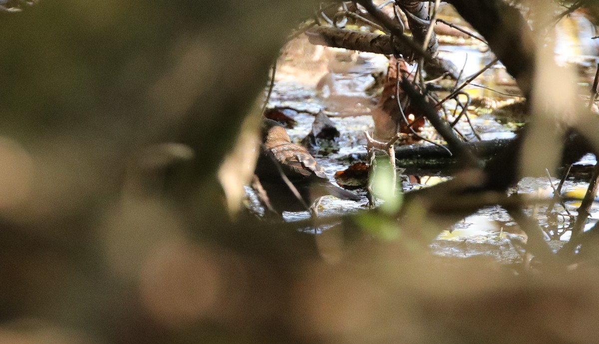 Rusty Blackbird - ML646995205