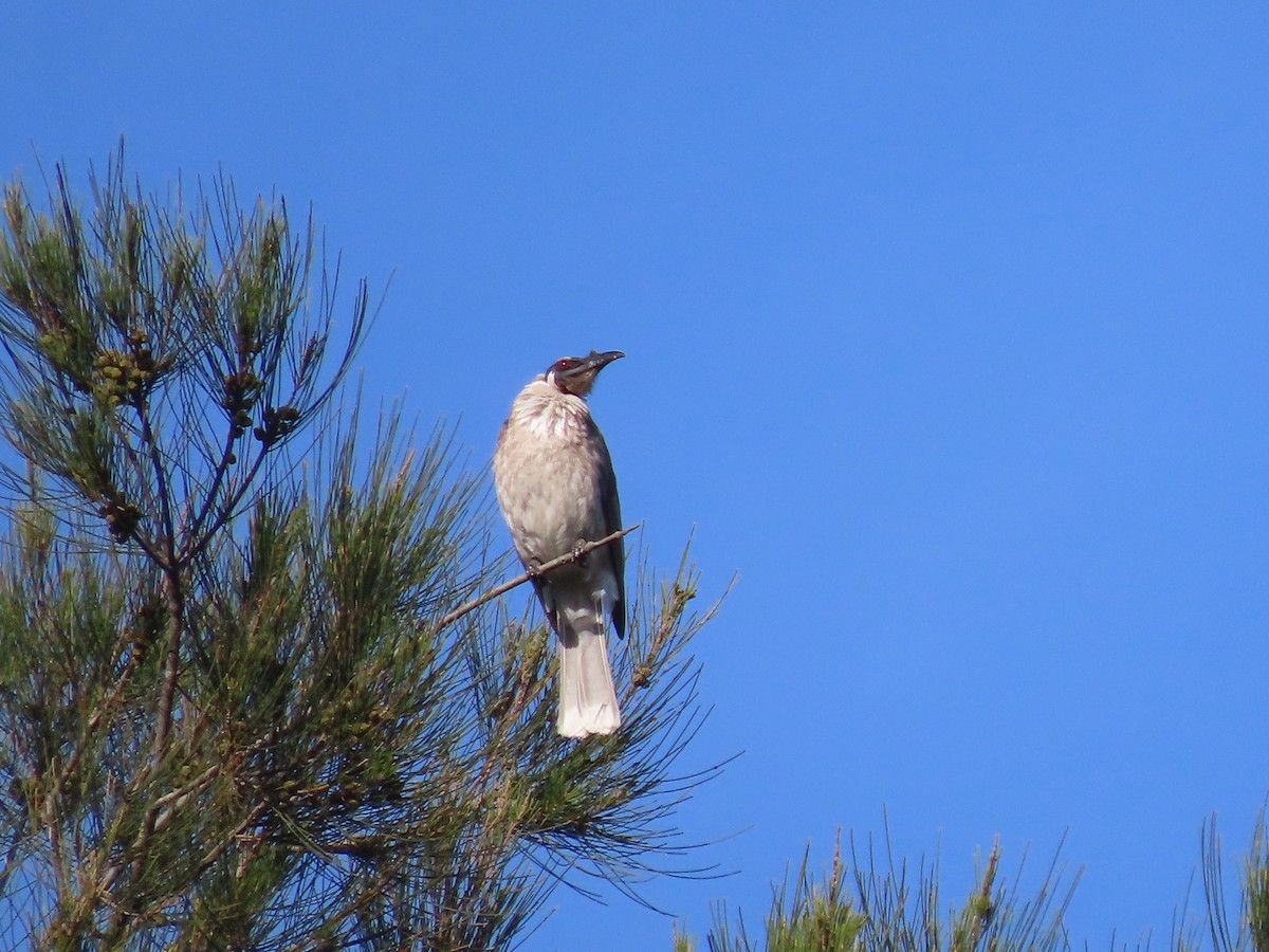 Noisy Friarbird - ML646995215