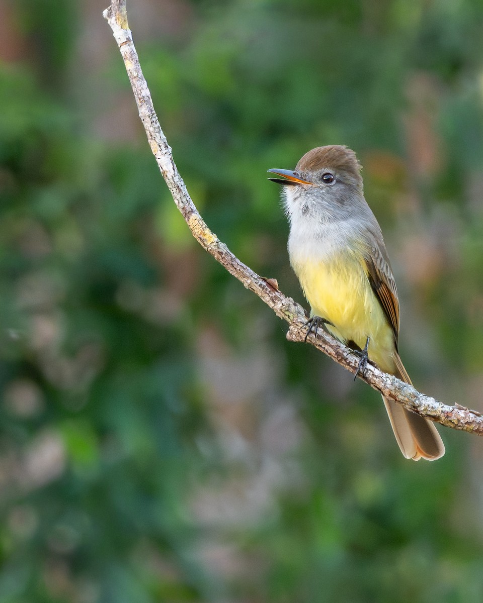 yucatántyrann - ML646995219