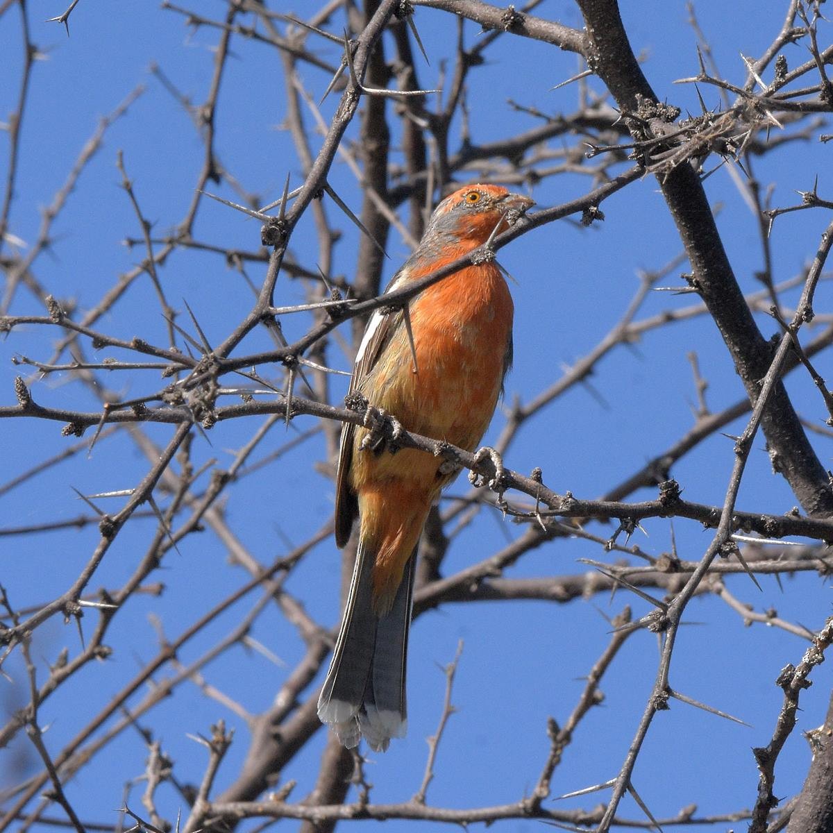 Arjantin Yaprak Kotingası - ML646995224