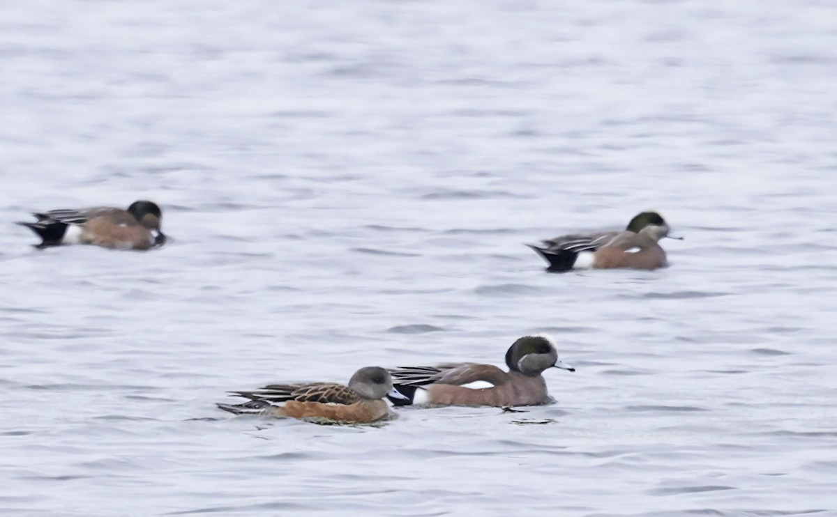 American Wigeon - ML646995226