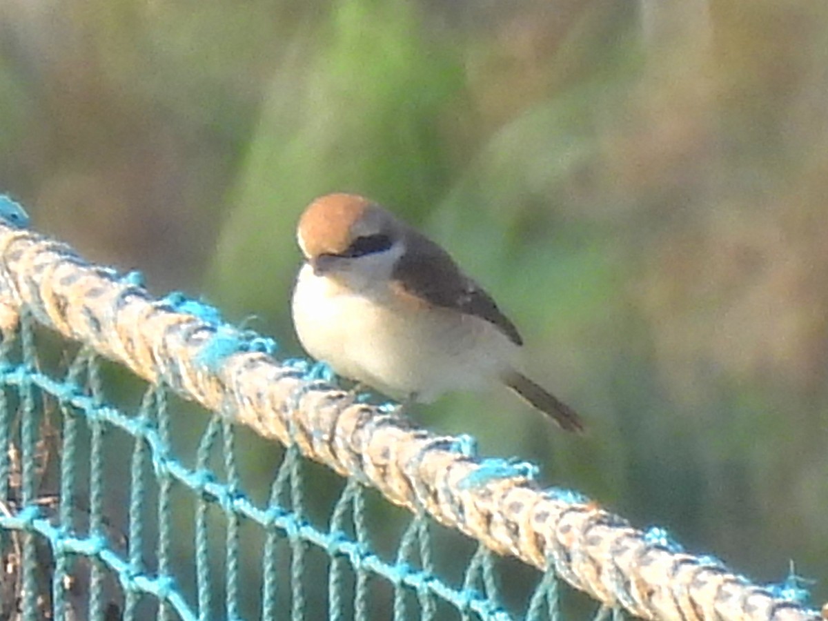 brunvarsler (cristatus/confusus) - ML646995243