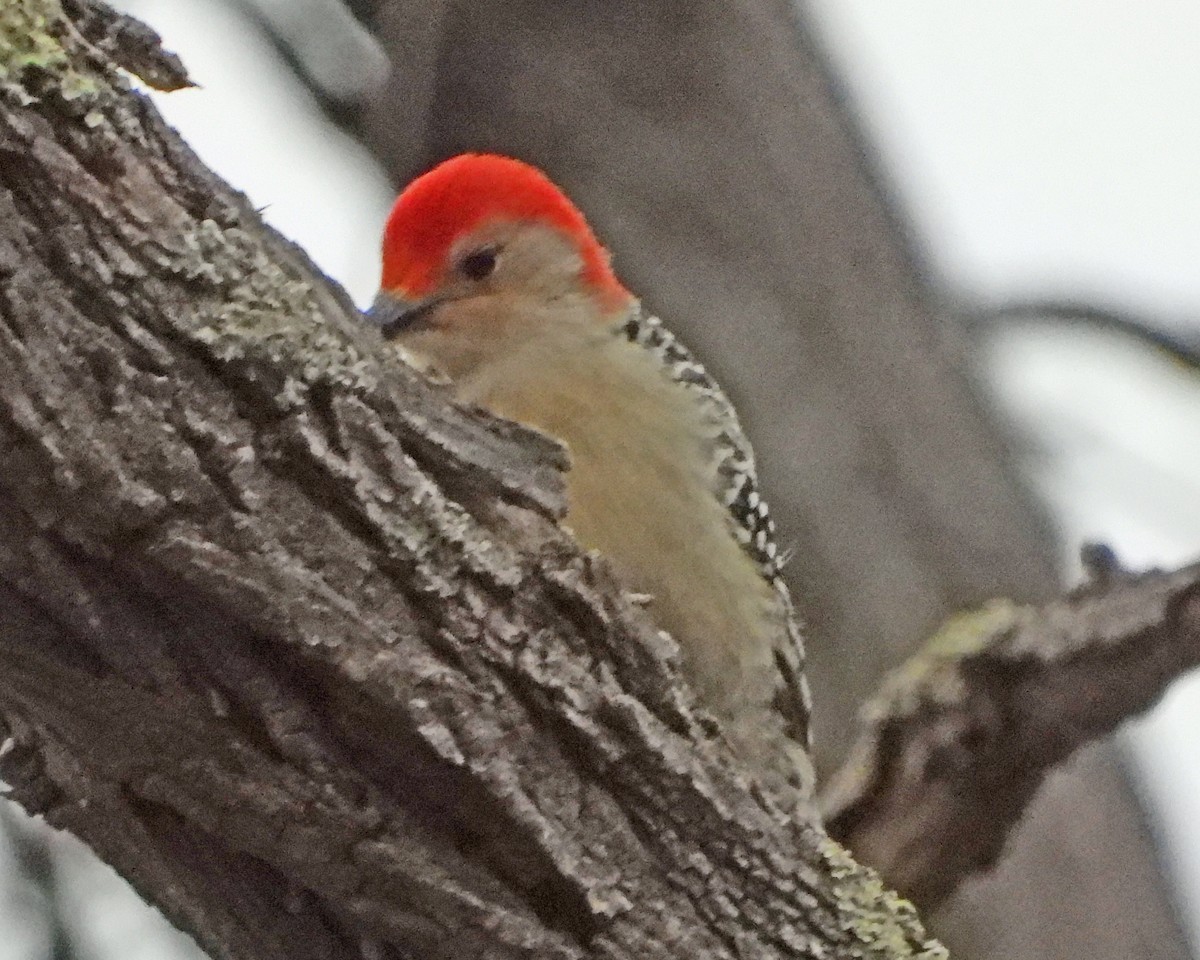 Red-bellied Woodpecker - ML646995245