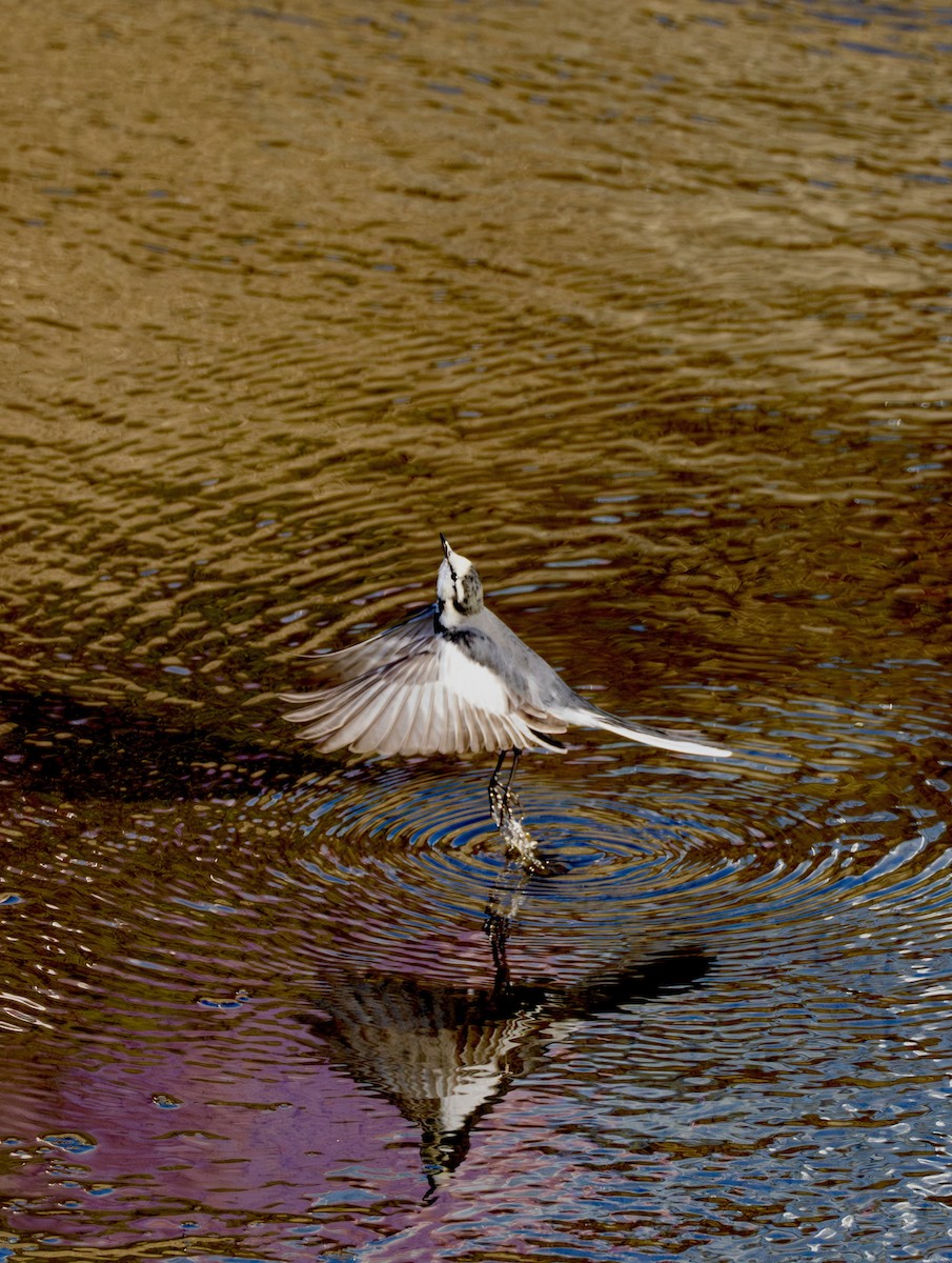 Bachstelze - ML646995248