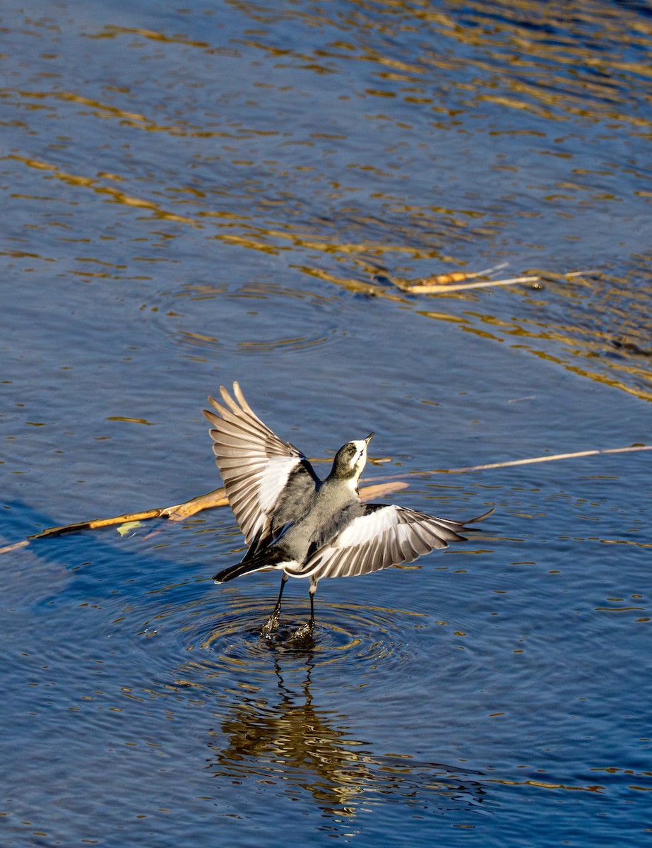 Bachstelze - ML646995249